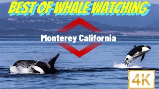 [4k]Whale Watching in Monterey Bay, CA | Best Of Whale Watching Monterey California 🇺🇸