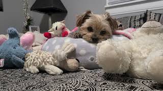 Sweet Dreams, Rylie & Her babies love you!💤💝 #goodnight #yorkies #viralvideo #Rylie