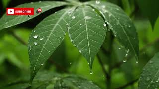 💧 Relaxing Atmosphere of Raindrops Falling on the Leaves of Plants to get to Sleep more Easily.