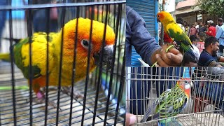 মিরপুর ১ পাখির হাট পার্ট -22| Mirpur Pakhir Hat | Lory, সান,Rosella , Lory, | Pets Anytime