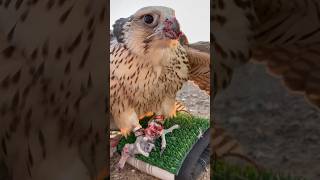 Bird Falcon Eating So fast #birds #falcon #wildlife #ytshorts #shorts