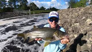 Biggest Freshwater Fat Snook Ever