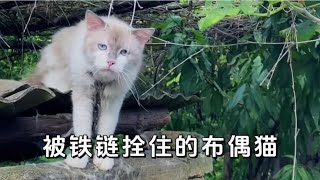 一只被铁链拴着的布偶猫，眼神里充满了绝望，用叫声向男子呼救！ 【一笑汪吖】