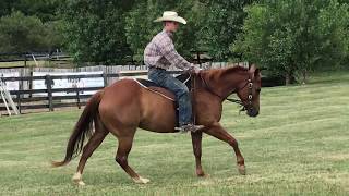 Equicizer All Purpose Riding Pad - Demo 2