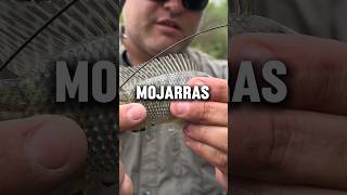 One Way to RIG a MOJARRA for GAR! #bait