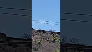 bird on electric wire #shorts #bird