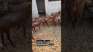 دهم -المزاحمية #اكسبلور #explore #goat #foryou