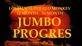 PROGRESS LOUHAN SUPER RED MONKEY MONSTER UKURAN JUMBO INDONESIA FLOWERHORN THAILAND SUPER RED MONKEY