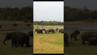 Minneriya National Park🐘#subscribe#shorts#minneriya#nature#srilankaelephant#srilanaka#travel