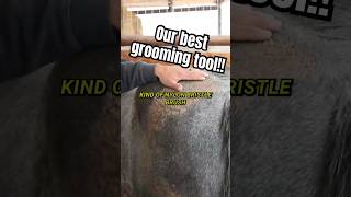 Our grooming tool takes on all of your tasks to make your horse look cleaner and better than ever!