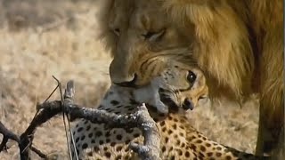 Clash of Predators: Lion Defeats Cheetah in Savage Fight