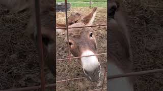 Fun with the donkeys #fun #donkey #shorts