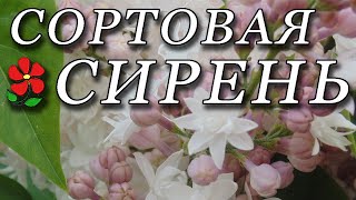 Разноцветные сирени: очарование вашего сада!