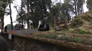 Padmaja Naidu Himalayan Zoological Park - Asiatic Black Bear