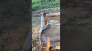 #cobra #snake #sagar_sahu_0 #korbachhattisgarh #snakerescue #youtube #ytshort #youtubvideo #trend