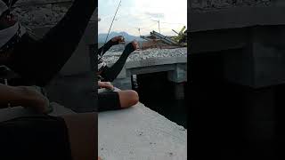 Ikan bocil makan umpan udang hidup,🤦🤦🤦#vidioshort #fishing #viralvideo