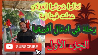 أقوي رحلة سفاري في أدغال أفريقيا | تجول حر وسط الحيوانات | الجزء الأول @safari in africa