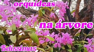 Como plantar orquídeas no tronco da árvore?Aprenda a técnica