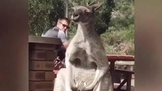 Funny kangaroo