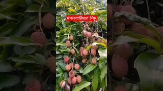 #মঙ্গলবাড়ীয়ার_লিচু #লিচুগ্রাম_মঙ্গলবাড়ীয়া #লিচু #litchi #fruits