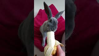 Ash Eats Banana