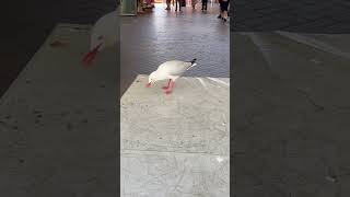 The Innocence of this hungry & beautiful White BIRD.