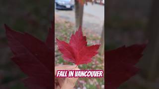 Fall season is here 😍🍁 #fall #vancouver #canada #nature #love #red #shortsfeed #shorts #viral