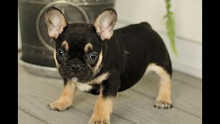 French Bulldog Puppies for Sale