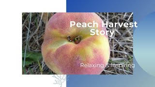 Peach Harvest Relaxing & Inspiring