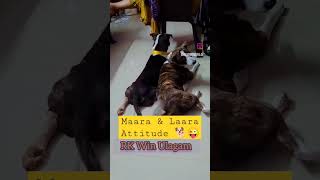 Attitude 🤣 Maara & Laara | Love dogs 😜 #shorts