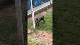 COVA VAI CRUZAR COM TALIBAN #presacanario #cachorro #canecorso