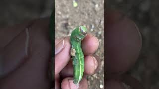 Luna Moth Caterpillar #shorts