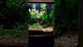 My 10g slow moving plenum cherry shrimp tank.