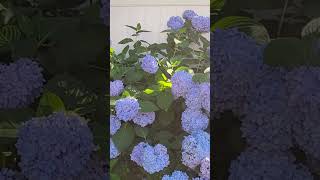 Hydrangeas Are In Full Bloom  💙 #flowers #garden #nature #home #gardening #diy