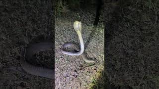 Cobra sounds #viral #trending #sagar_sahu_0 #youtubeshorts #youtube #newshort #new #snake #trend