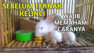 SEBELUM BUDIDAYA TERNAK KELINCI WAJIB MEMAHAMI CARANYA