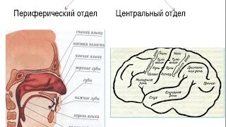 Речь - Анатомия просто