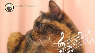 Music that Calms Cats and Leads Peaceful Sleep