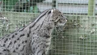 Axe Valley Wildlife Park (5th November 2023)