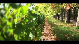 VIGNOBLE PESTOURY