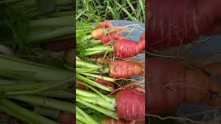 Multi sowing 🥕🥕 homemade compost organic