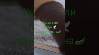 Кушать птицы семена льна ?