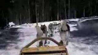 Good Times Adventures Dog Sledding 3