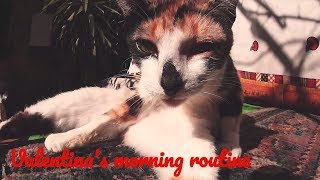 💇 ❤️Valentina's morning routine ❤️💇 (Cats - Cat - Beautiful - Petherapy - Relax - Serenity )