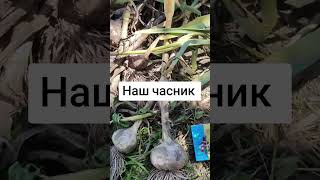 Наш цьогорічний часник #часник #город #село