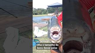 #fishing #pescaesportiva #pesqueiros #mafish#pescariadepacu #pescaria