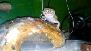 Leopard Gecko eats cricket