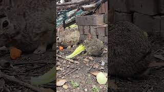 Four Bunnies Munching