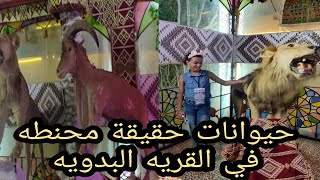 جوله في القريه البدويه بمطروح ومتحف الحيوانات المحنطه