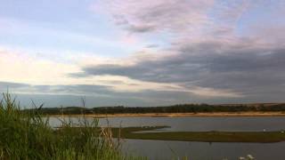 Swifts at Titchwell, Norfolk